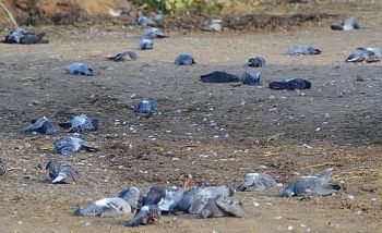 Peschiera_piccioni_uccisi_cascina_Pestazza