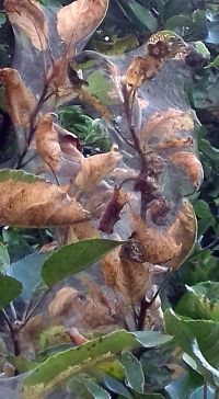 Rodano processionaria Milena Locatelli