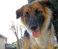 Mediglia_cane_Ziva_Laura_oratorio