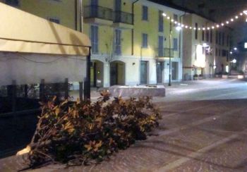 Pioltello_piazza_XXV_Aprile_magnolia_abbattuta