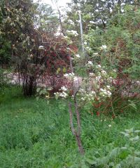 Rodano_albero_fiorito_via_Cavour_ottobre_2012