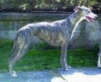Rodano_cagnolina_Buffy_persa