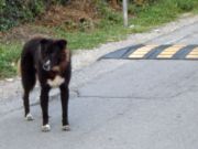 Rodano_cane_via_Cavour_bassa