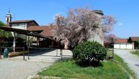 Settala_Owls_ranch