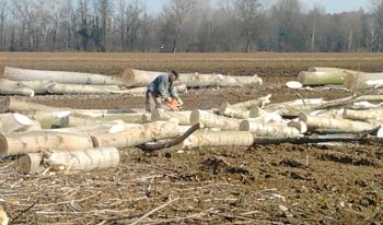 Settala_alberi_abbattuti_Strada_del_Duca