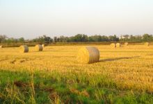 Settala campo