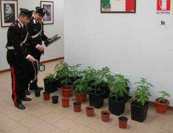Settala_marijuana_bassa